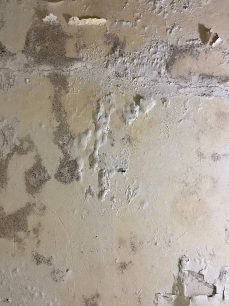Professional Mold Removal in Butler, IN