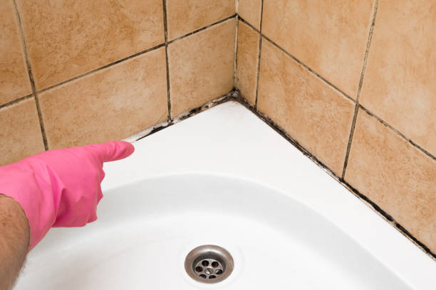 Best Emergency Mold Removal  in Butler, IN